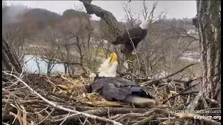 Decorah Eagles~DM2 Reports For Egg Duty-Egg Roll_3.29.20
