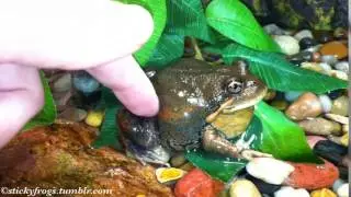 Barry demonstrates the Pobblebonk sound for Please-Do-Not-Do-That-Thanks