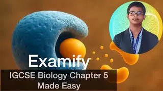 IGCSE Biology Revision: Chapter 5 | Enzymes Made Easy | 2025-28 Syllabus