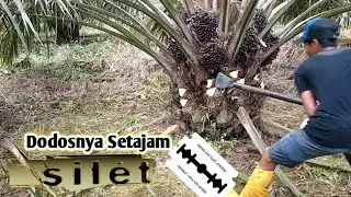 Pruning Sawit Pokok Rendah || Tidak Diragukan Dodosnya Setajam Silet