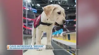 Cavaliers introduce first NBA service dog in training