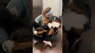 Big, Fluffy Rescue Dog Loves to Be Held Like a Baby 🥹🩷 #bernesemountaindog #rescuedog