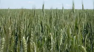 Ukraine Seeks to Extend Black Sea Grain Export Deal