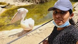 Pelicans in Hay Park Israel | Eastern White Pelican |Pelecanus onocrotalus| #Shorts@sanjovlogs2020