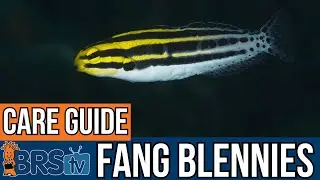 New to Fang Blennies? We've Got You Covered!