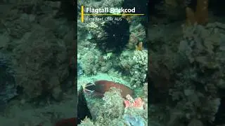 Flagtail Rockcod at Kirra Reef