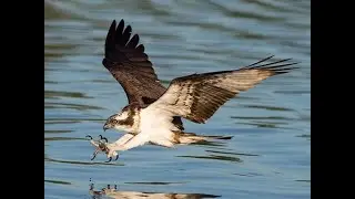 Cape Cod Osprey Project