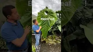 Biggest Leaf in the World - Guess the Plant! | Fascinating Botanical Challenge ☘️