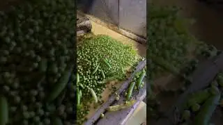 Green Peas Processing plant #shorts