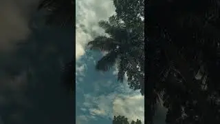 #shortvideo #reel #nature