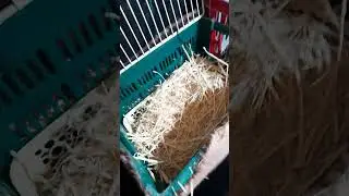 تجهيز بيت الولادة🐰 ل أنثى البابيون🐇 قبل الولادة 🍂