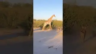UNBELIEVABLE! Giraffe vs 3 Lions - The Epic Counterattack! 🦒💥