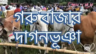 গরু বাজার | দাগনভূঞা | ফেনী | Cow Hat in Dagonbhuiyan Bazar | Feni | @feninoakhali