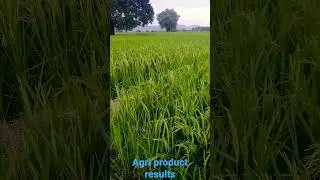 Agri product results in paddy crops                              #vestige #agriculture #paddy