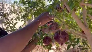 Tropical Garden in Las Vegas- pomegranates & lemon juice from the garden