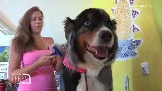SchauTV schau Leben: Hundewolle spinnen Pfotenoase