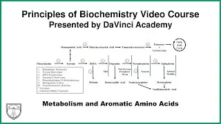 Metabolism and Aromatic Amino Acids (Phenylalanine, Tyrosine, Tryptophan) [Metabolism 17 of 21]