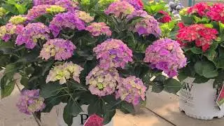 23 seconds with Hydrangea Cityline&reg; Venice// COMPACT, 🌸Free-Flowering, Long Blooming Hydrangea