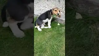 Hungry beagle dog #shorts #beagle