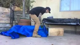 How to remove skunks from trap into skunk box by Trapper Johnathan