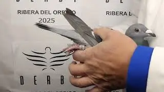 5º EXTRA FINAL 700 KM: POR 5391860    LOS 3 GALAICOS