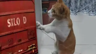 Half-Life Cat 2