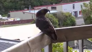 Kaka parrot sounds