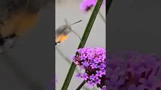 Le Moro-sphinx, Sphinx colibri ou Sphinx du caille-lait @Valais Wallis