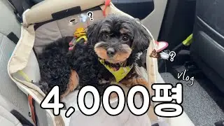 너무 넓은 애견카페에 갔을 때🐶💨4,000평 애견카페 후기