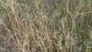 Little Freezeout green growth under the dead cheat grass