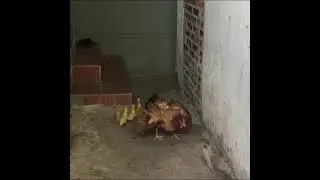 Omg  🐓 Cock VS snake🐍