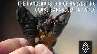 The dangerous job of harvesting goose Barnacles in Lagos, Portugal - Video 2/4