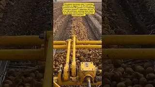 Potato Harvesting Machine &ndash; Efficient Modern Agriculture Technology