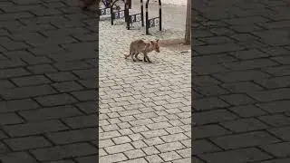Fox Eating Food On London Street #youtubeshorts #viral #subscribe #trending #views #youtube #foryou