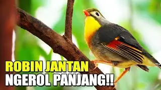 KICAU BURUNG ROBIN JANTAN GACOR NGEROL PANJANG FULL ISIAN DI KANDANG AVIARY SEDERHANA