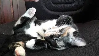 Adorable Cupcake The Kitten Purrs In Her Sleep