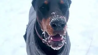Доберман Север снежок / Barymar Severus #доберман #doberman #dobermantraining 