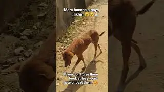 &ldquo;If you don&rsquo;t give them food, at least don&rsquo;t hate or beat them.&rdquo;#humanityfirst #dailyvlogs
