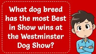 What dog breed has the most Best in Show wins at the Westminster Dog Show? Explained
