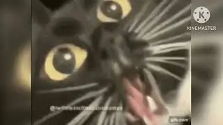 Distorted Cat Meowing (content aware scale)