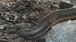 The most beautiful snake in the world and the ending #snake #nest #facts  #animals #music #nature