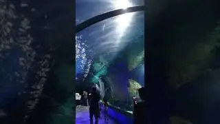 #sealife #sealifeaquarium #busan #southkorea #shorts #indiansinkorea #korea #vlog #korean