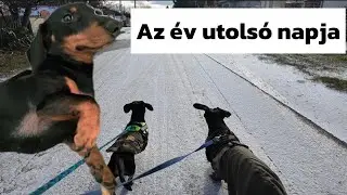 Artúrnak megint mi történt a lábával?😰🐶 Az év utolsó napja #merlinesarturkalandjai 