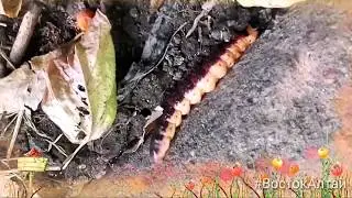 Древоточец пахучий (стадия гусеница)