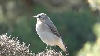 Wheatear