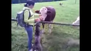 Cane Corso vs Cow King