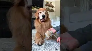 Trim Tucker's paws with me ✂️