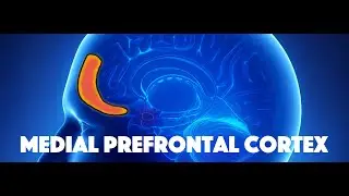 Medial Prefrontal Cortex