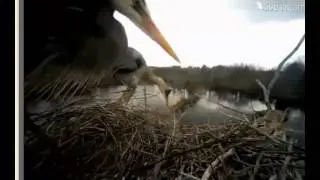 Blue Herons Mating - Just before egg laid - 4-14-13