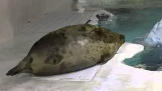 The chubby seal who peeks